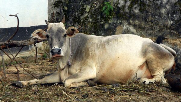 Cow, India - Sputnik भारत