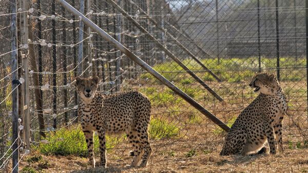 Two cheetahs are seen inside a quarantine section before being relocated to India next month, at a reserve near Bella Bella, South Africa, Sunday, Sept. 4, 2022. - Sputnik India