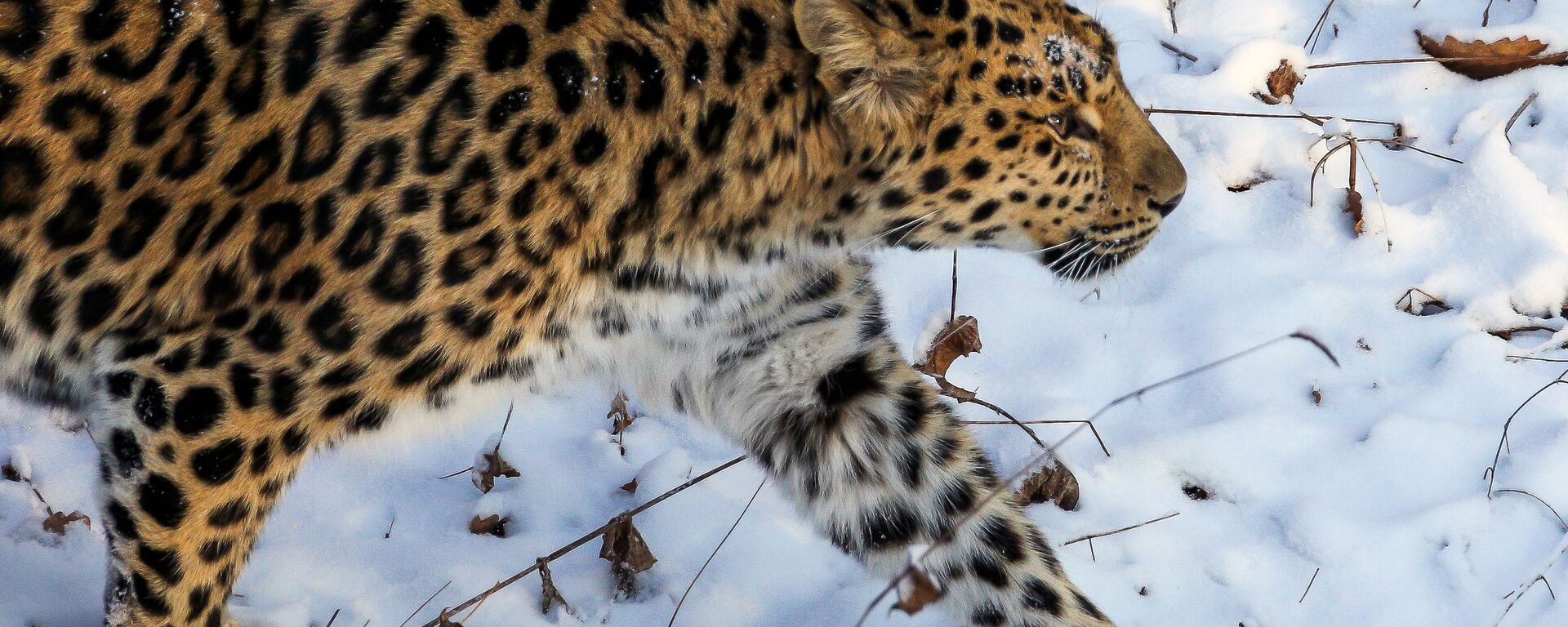 Far Eastern female leopard Rona at Primorye safari park - Sputnik भारत, 1920, 16.02.2023