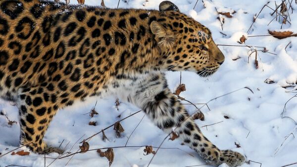 Far Eastern female leopard Rona at Primorye safari park - Sputnik भारत