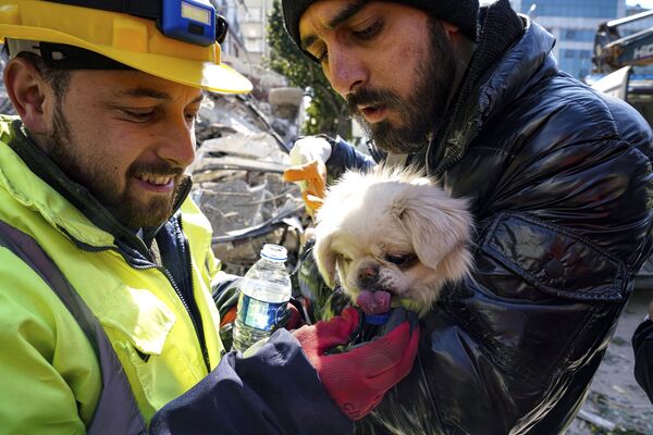 Rescuers give water to a dog after a rescue operation in Hatay, southern Turkey, Friday, Feb. 10, 2023. - Sputnik India