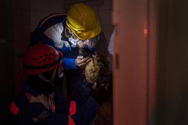 Members of the Turkish animal rights group HAYTAP, rescue a dog in Antakya, southeastern Turkey, on Sunday, Feb. 12, 2023. - Sputnik India