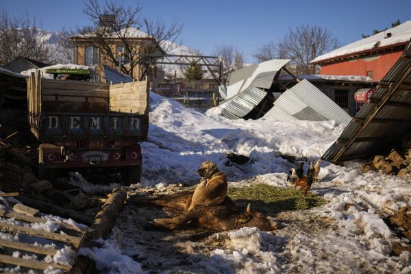 Сторожевая собака на небольшой ферме лежит на одной из коров, погибших в субботу в результате травм, полученных при землетрясении, в деревне Полат, Турция - Sputnik भारत