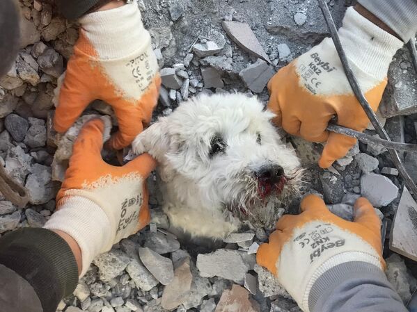 Rescuers extract a dog named Pamuk from the rubbles of a collapsed building in Hatay on February 9, 2023, three days after a massive earthquake. - Sputnik India