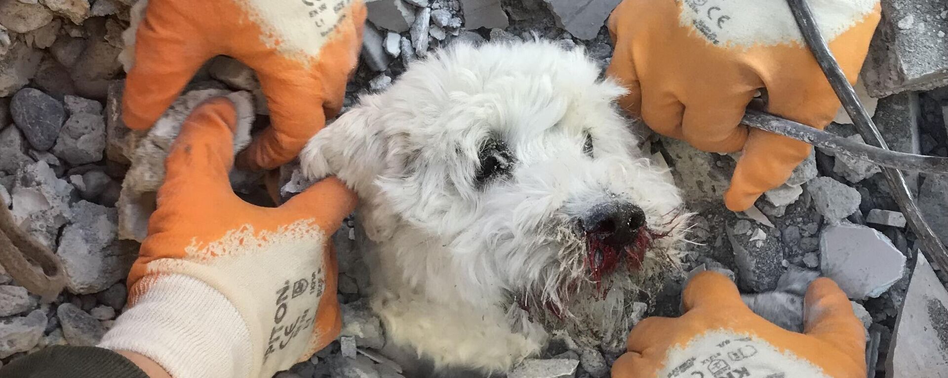 Rescuers extract a dog named Pamuk from the rubbles of a collapsed building in Hatay on February 9, 2023, three days after a massive earthquake. - Sputnik India, 1920, 16.02.2023