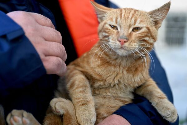 Спасатель держит кошку, которую вытащили из рухнувшего здания через 248 часов после землетрясения , в Кахраманмараше, 16 февраля - Sputnik भारत