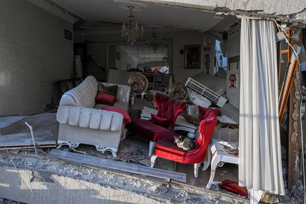 A cat sits on an armchair in a heavily damaged living room of a collapsed building in Hatay on February 15, 2023, nine days after a 7,8-magnitude earthquake struck parts of Turkey and Syria. - Sputnik India
