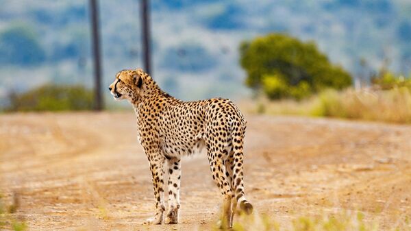African Cheetah - Sputnik India
