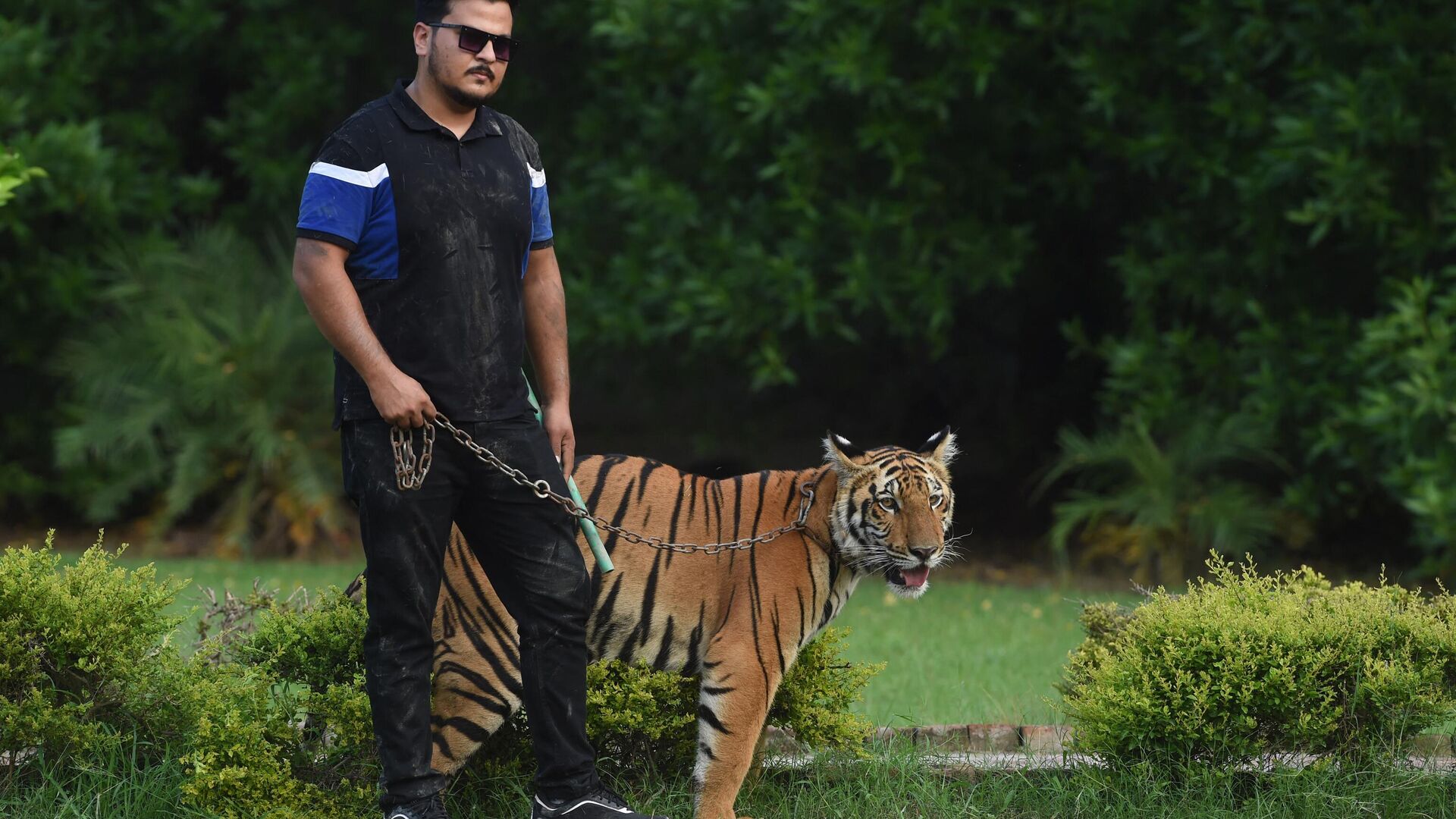 In this picture taken on August 4, 2022, Nouman Hassan, a wild animal lover, walks with his Bengal tiger at his farm house in Lahore. - - Sputnik India, 1920, 19.02.2023