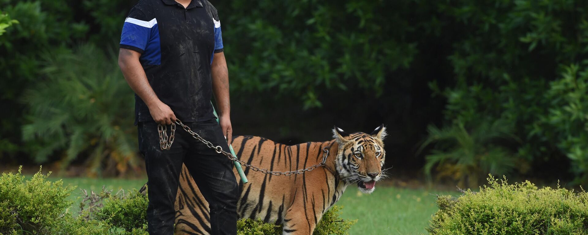 In this picture taken on August 4, 2022, Nouman Hassan, a wild animal lover, walks with his Bengal tiger at his farm house in Lahore. - - Sputnik India, 1920, 19.02.2023