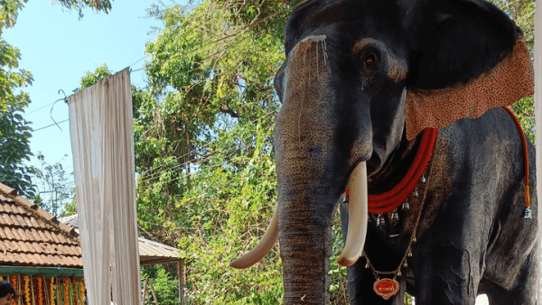 Kerala’s Irinjadappilly Sree Krishna Temple to use a mechanical elephant to perform rituals - Sputnik भारत