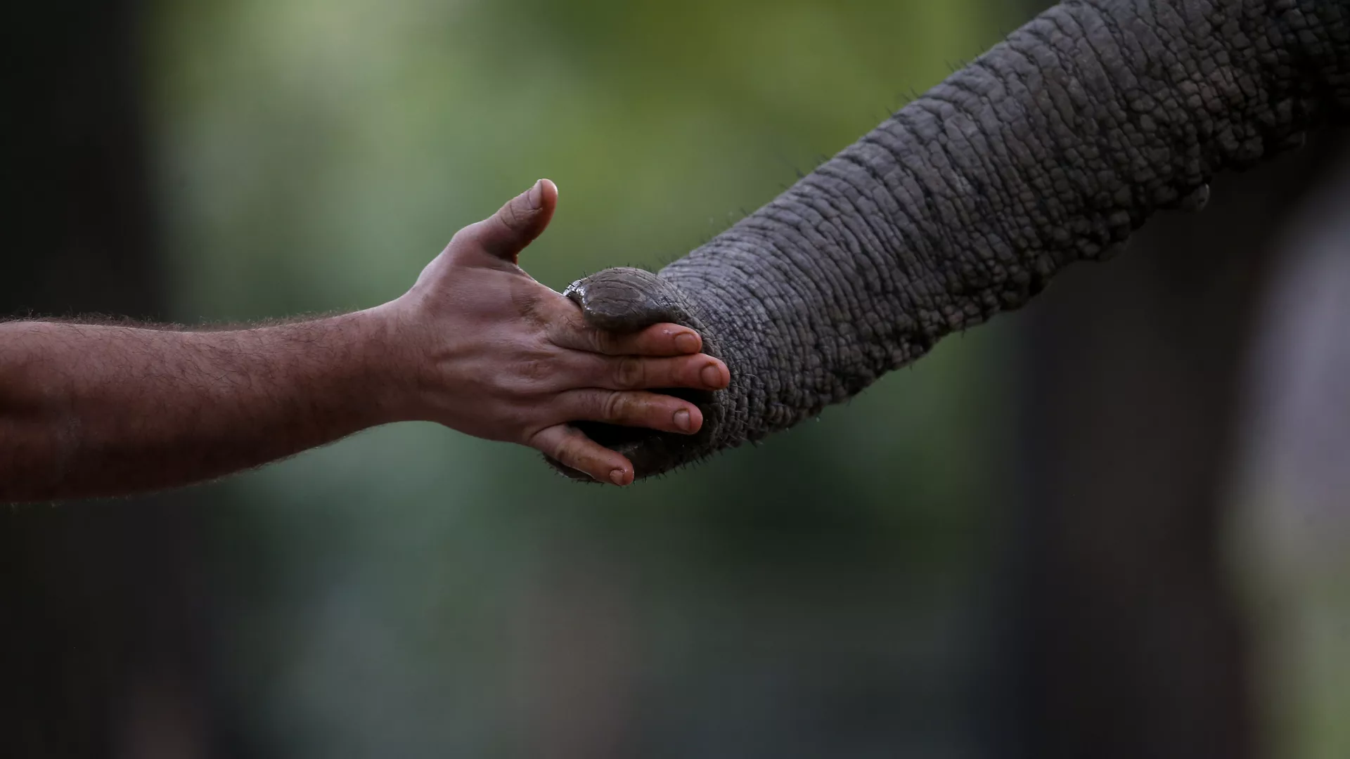elephant meets human