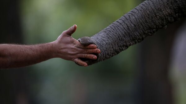 elephant meets human - Sputnik India