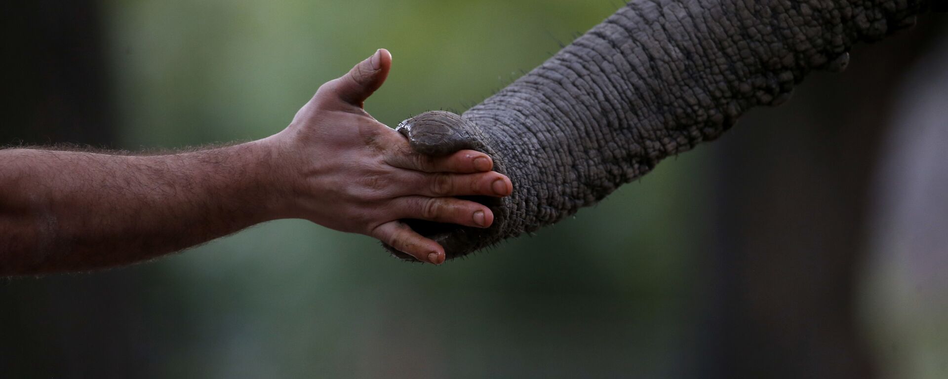 elephant meets human - Sputnik India, 1920, 13.06.2023