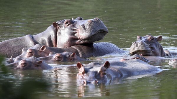 Hippos float in the lake at Hacienda Napoles Park - Sputnik भारत