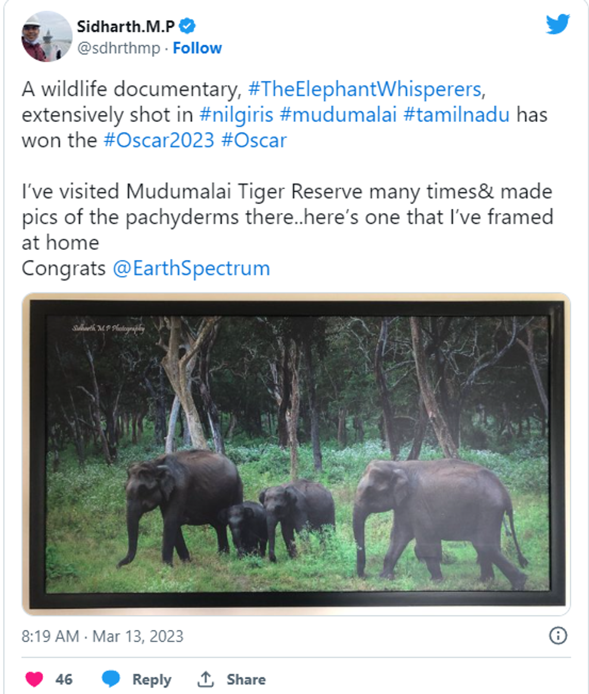 Netizen tweets about visiting Tamil Nadu’s Mudumalai Tiger Reserve to see adopted orphan baby elephants by tribal couple Bomman and Bellie   - Sputnik India, 1920, 14.03.2023