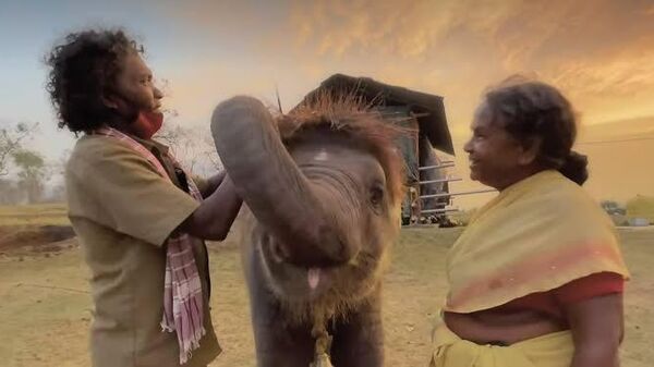 Bomman & Bellie, the tribal couple who inspired India's Oscar-winning documentary -- 'The Elephant Whisperers' - Sputnik India