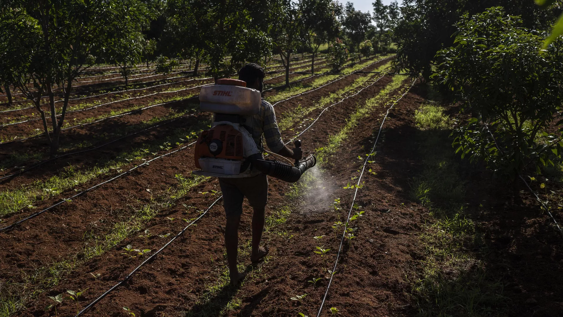 E. B. Manohar farmer sprays natural fertilizer on his crop at his farm in Khairevu village in Anantapur district in the southern Indian state of Andhra Pradesh, India, Wednesday, Sept. 14, 2022.