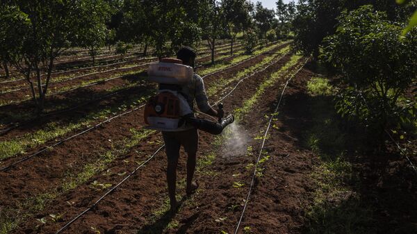 E. B. Manohar farmer sprays natural fertilizer on his crop at his farm in Khairevu village in Anantapur district in the southern Indian state of Andhra Pradesh, India, Wednesday, Sept. 14, 2022. - Sputnik भारत