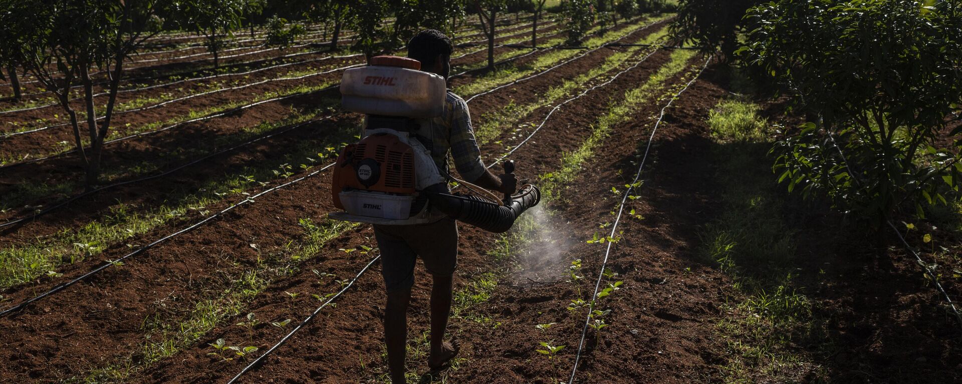 E. B. Manohar farmer sprays natural fertilizer on his crop at his farm in Khairevu village in Anantapur district in the southern Indian state of Andhra Pradesh, India, Wednesday, Sept. 14, 2022. - Sputnik India, 1920, 04.07.2023