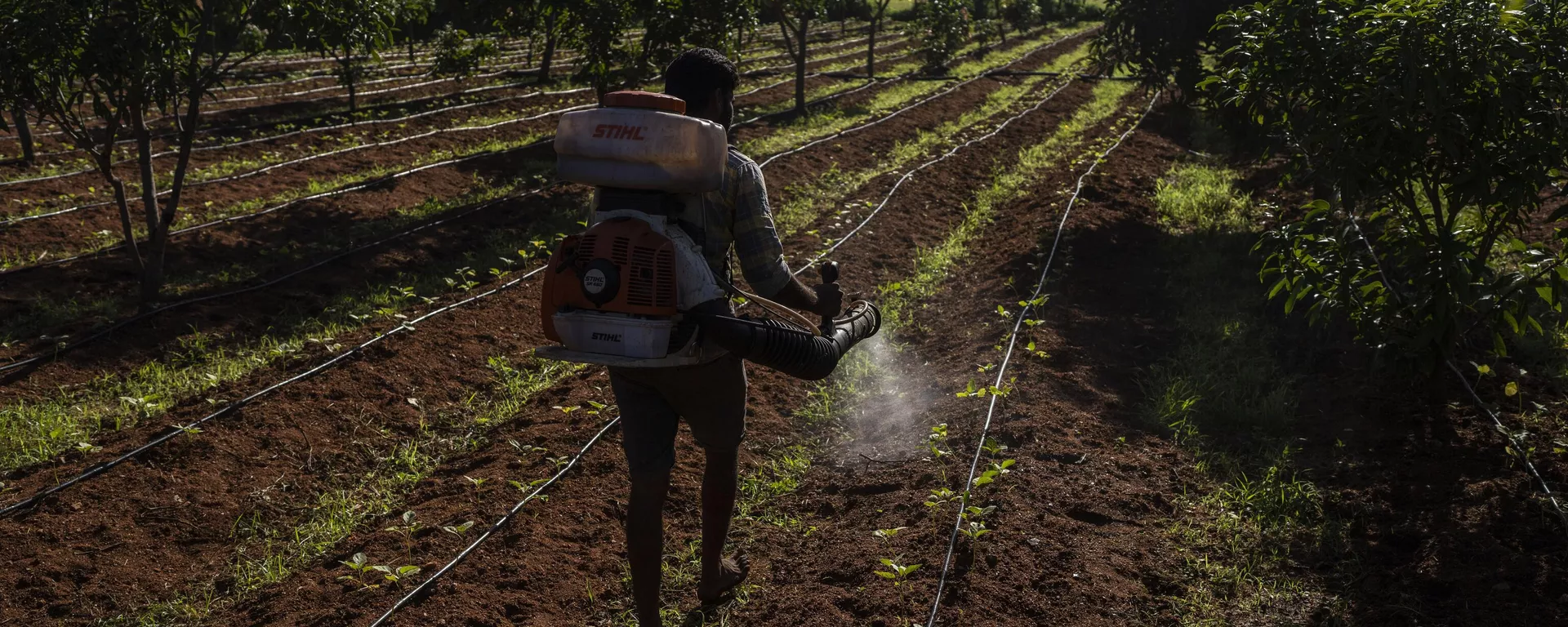 E. B. Manohar farmer sprays natural fertilizer on his crop at his farm in Khairevu village in Anantapur district in the southern Indian state of Andhra Pradesh, India, Wednesday, Sept. 14, 2022. - Sputnik India, 1920, 04.07.2023