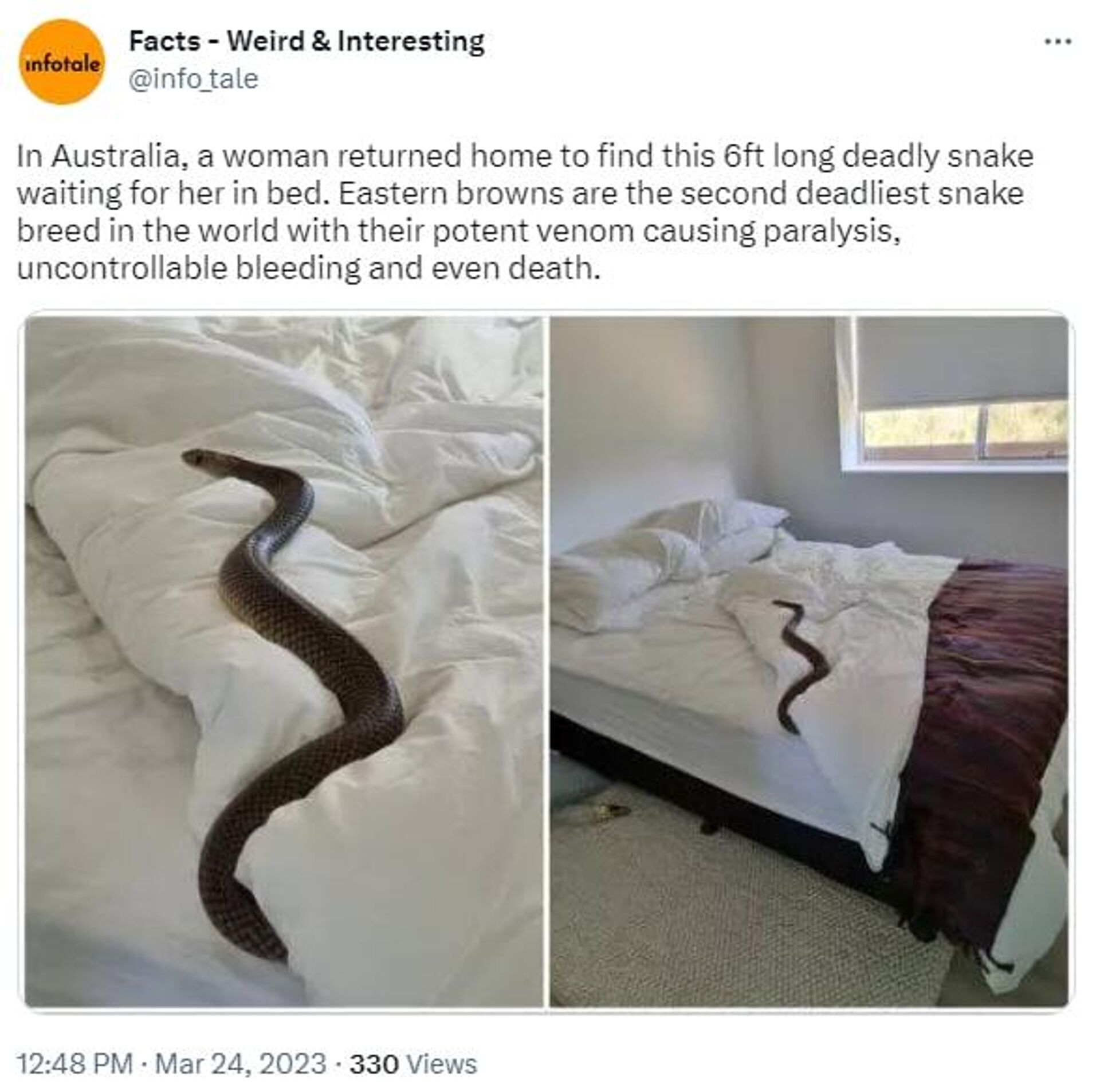 Australian snake (Twitter screenshot) - Sputnik भारत, 1920, 24.03.2023