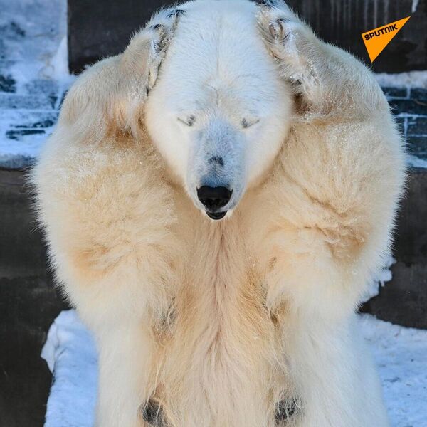 Two baby polar bear cubs born at the Novosibirsk Zoo - Sputnik भारत