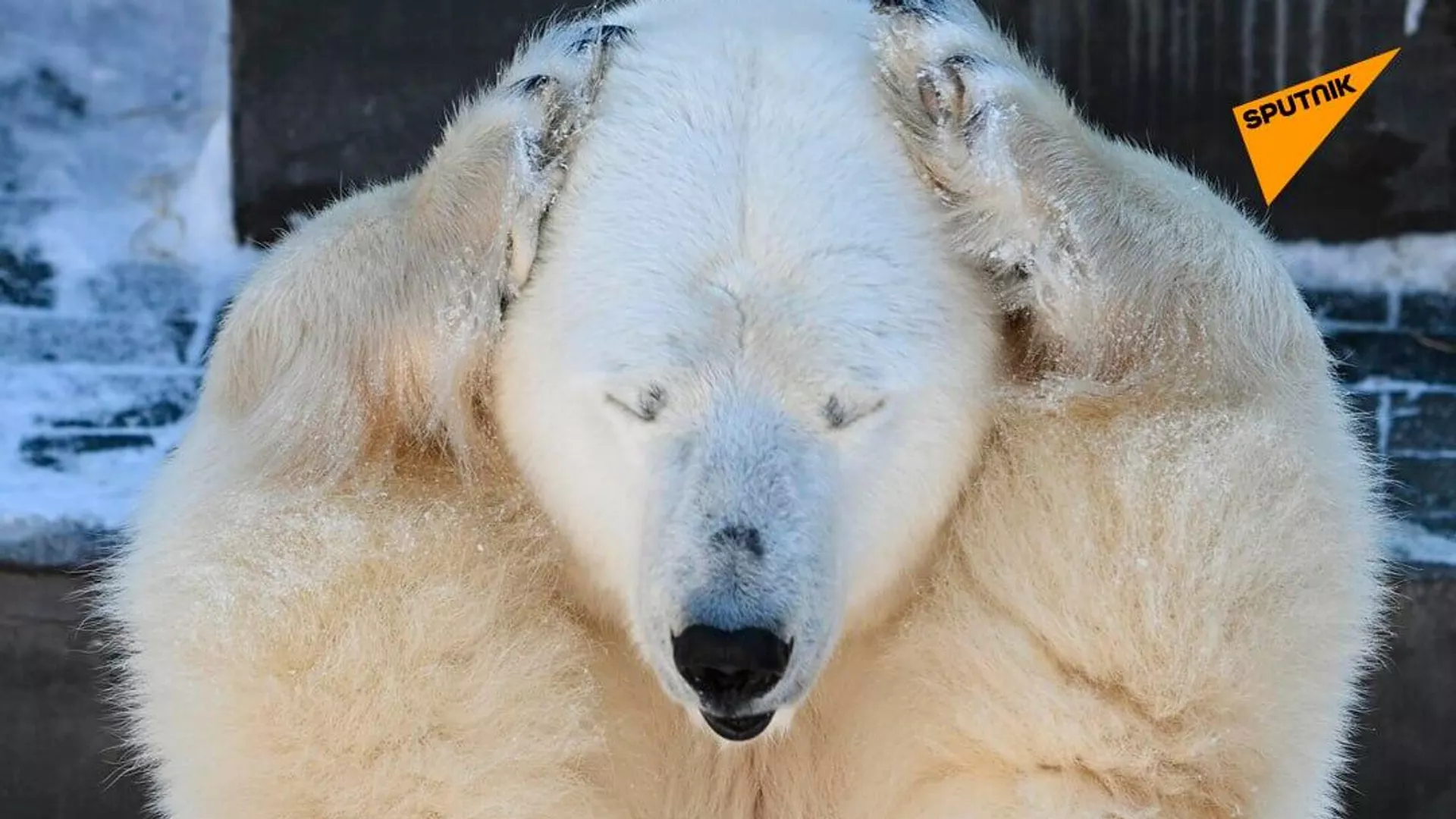 Two baby polar bear cubs born at the Novosibirsk Zoo