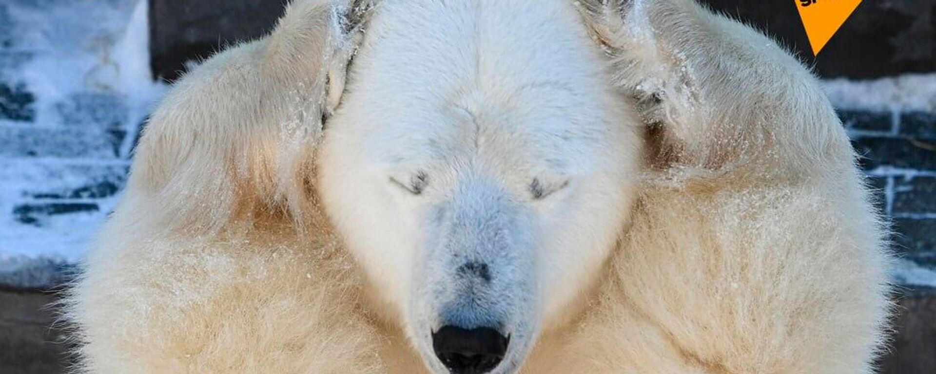 Two baby polar bear cubs born at the Novosibirsk Zoo - Sputnik भारत, 1920, 27.03.2023