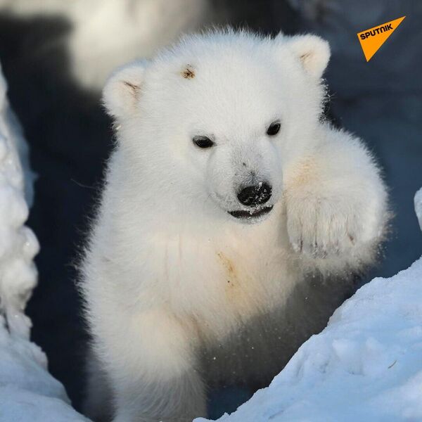 Two baby polar bear cubs born at the Novosibirsk Zoo - Sputnik भारत