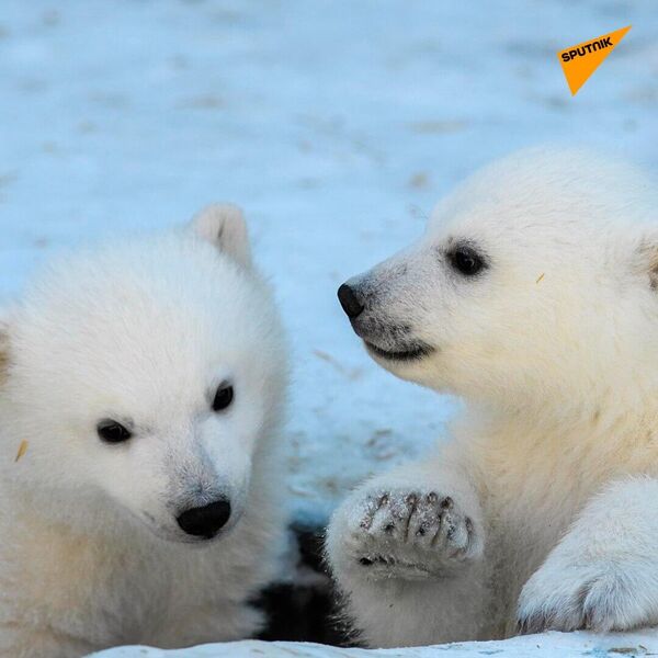 Two baby polar bear cubs born at the Novosibirsk Zoo - Sputnik भारत