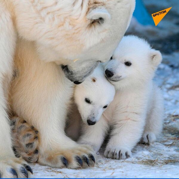 Two baby polar bear cubs born at the Novosibirsk Zoo - Sputnik भारत
