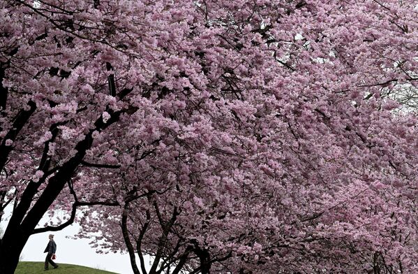 A woman is seen walking near a blossoming cherry tree in the Olympic Park in Munich, southern Germany, during cloudy weather on March 31, 2022. (Photo by Christof STACHE / AFP) - Sputnik India