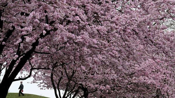 Cherry blossom tree in the Olympic Park in Munich, southern Germany - Sputnik भारत