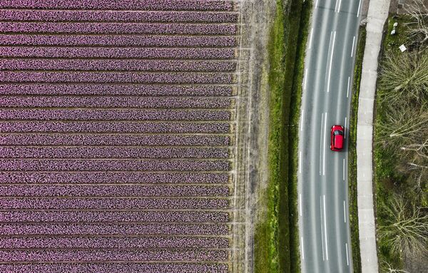 An aerial view shows a vehicle driving past a field of hyacinth bulbs in Lisse on March 27, 2023. (Photo by Jeffrey Groeneweg / ANP / AFP) / Netherlands OUT - Sputnik India