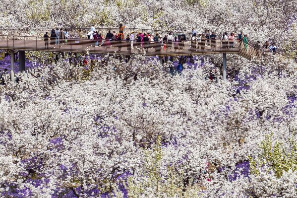 Люди гуляют среди цветущих груш в Суцянь, восточная китайская провинция Цзянсу - Sputnik India