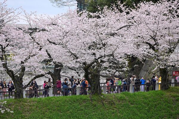 People stroll by cherry blossom trees in full bloom in Kitanomaru Park in Tokyo on March 27, 2023. (Photo by Kazuhiro NOGI / AFP) - Sputnik India