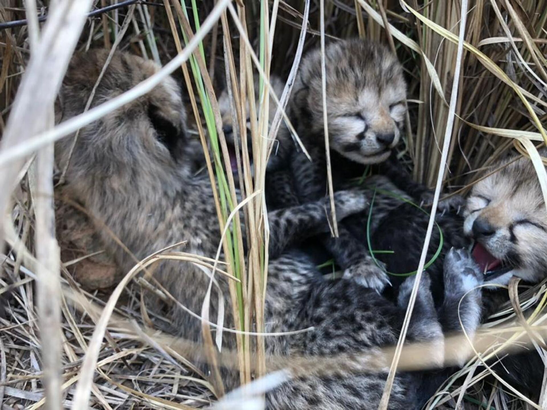 Four cheetah cubs born at the Kuno National Park in Madhya Pradesh - Sputnik भारत, 1920, 04.09.2023