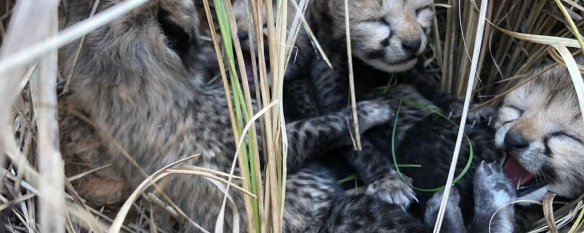 Four cheetah cubs born at the Kuno National Park in Madhya Pradesh - Sputnik India, 1920, 30.05.2023