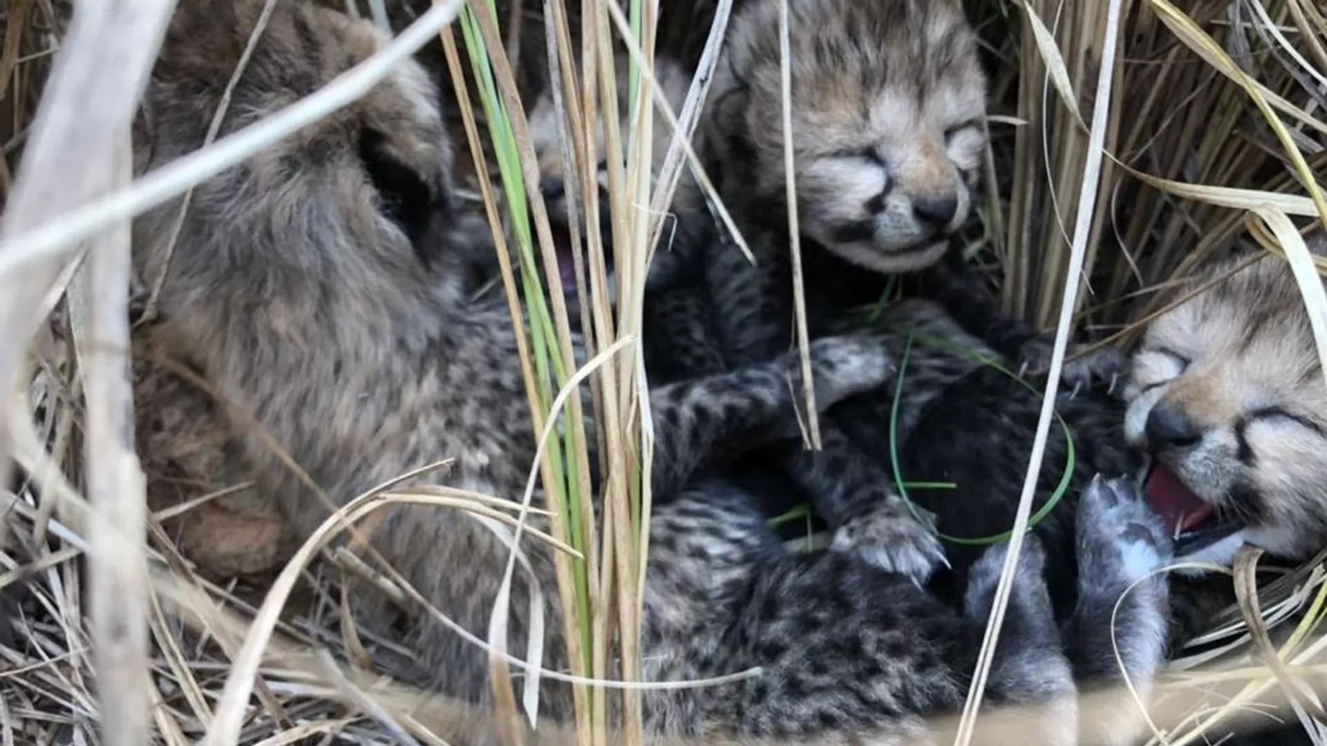 Four cheetah cubs born at the Kuno National Park in Madhya Pradesh