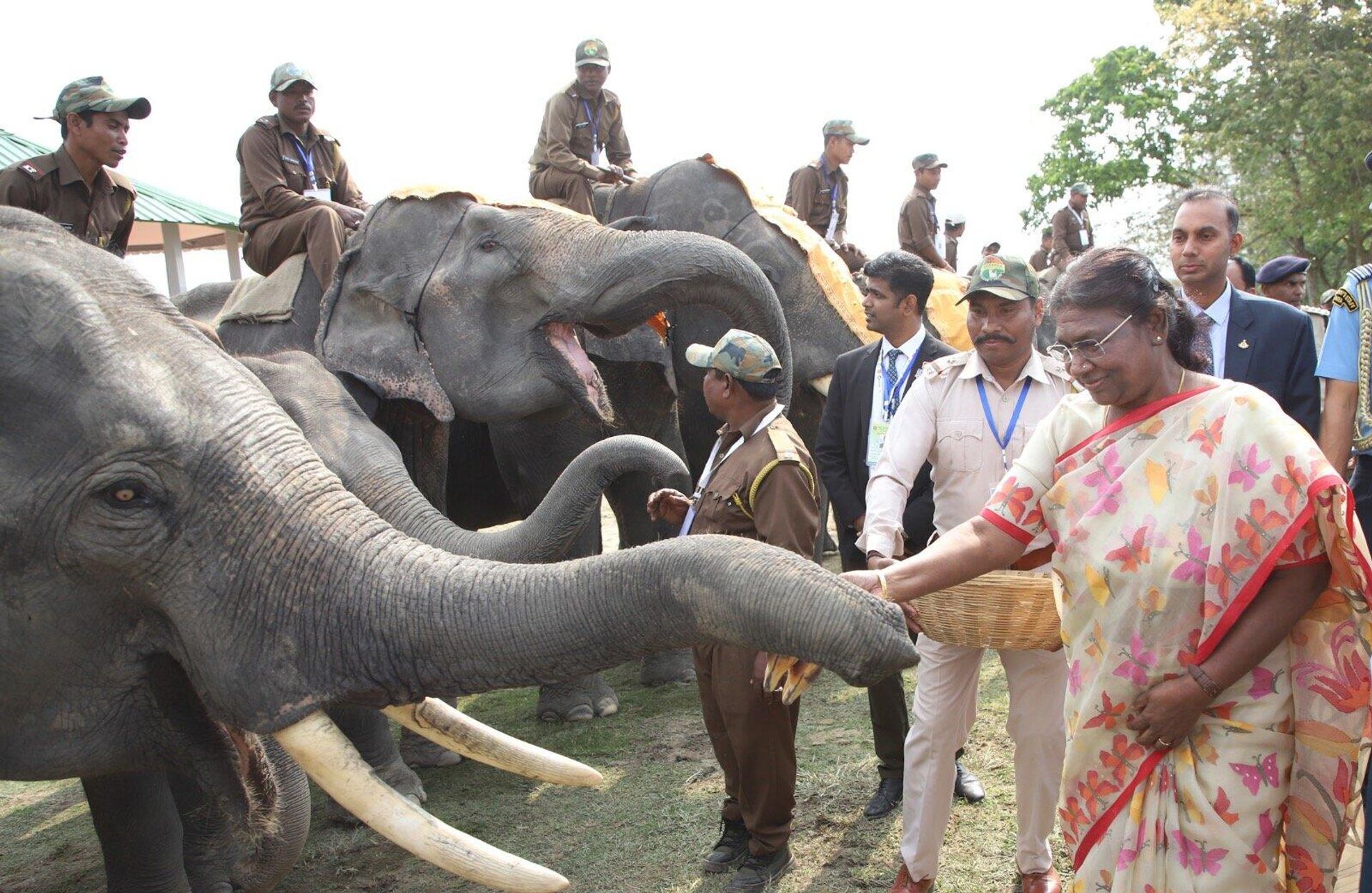 President Droupadi Murmu, who is on a three-day visit to Assam, inaugurated the 'Gaj Utsav' at state’s Kaziranga National Park to mark 30 years of Project Elephant.  - Sputnik India, 1920, 08.04.2023