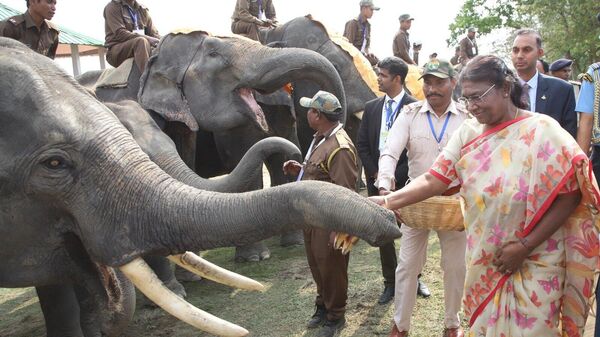 President Droupadi Murmu, who is on a three-day visit to Assam, inaugurated the 'Gaj Utsav' at state’s Kaziranga National Park to mark 30 years of Project Elephant.  - Sputnik भारत