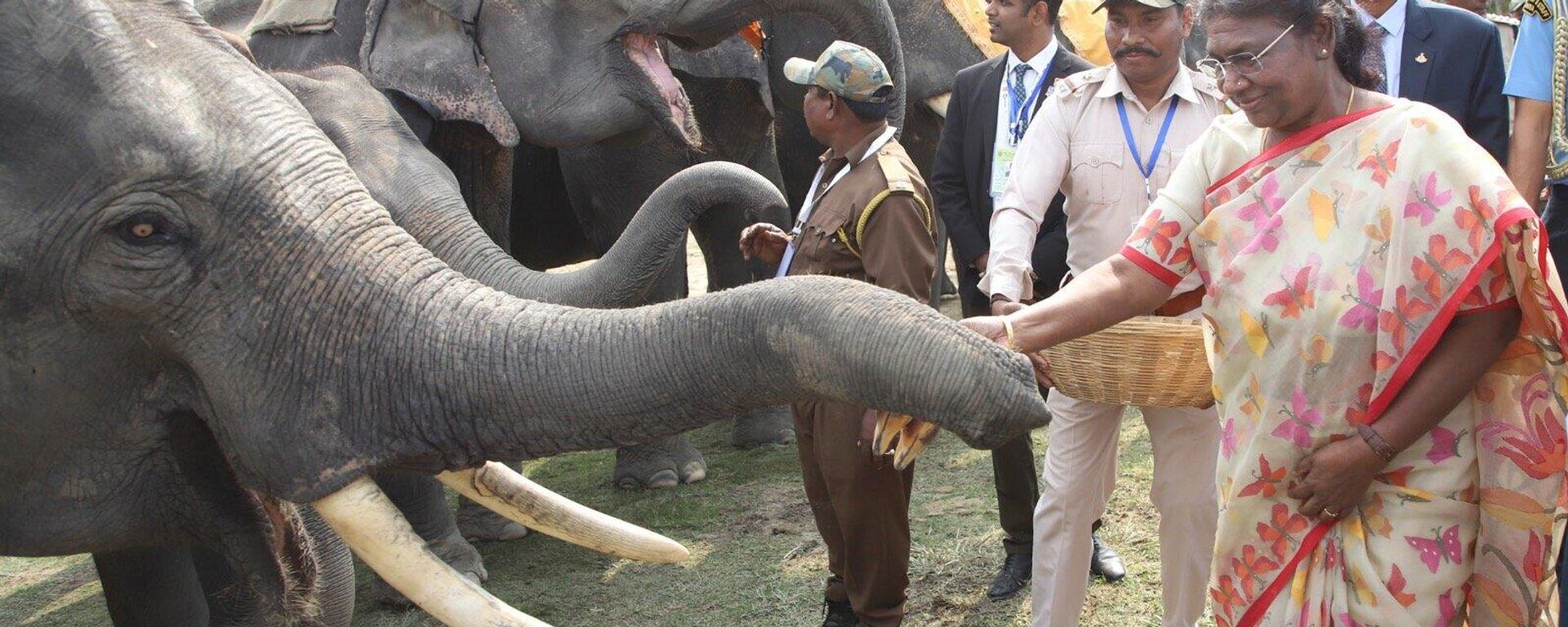 President Droupadi Murmu, who is on a three-day visit to Assam, inaugurated the 'Gaj Utsav' at state’s Kaziranga National Park to mark 30 years of Project Elephant.  - Sputnik भारत, 1920, 08.04.2023