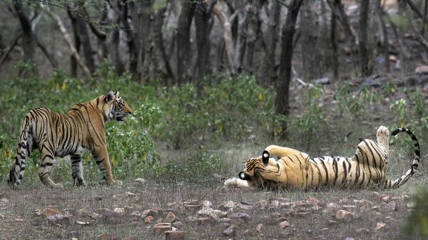 FILE - Tigers are visible at the Ranthambore National Park in Sawai Madhopur, India on April 12, 2015. India will celebrate 50 years of tiger conservation on April 9, 2023, with Modi set to announce tiger population numbers at an event in Mysuru in Karnataka.  - Sputnik भारत