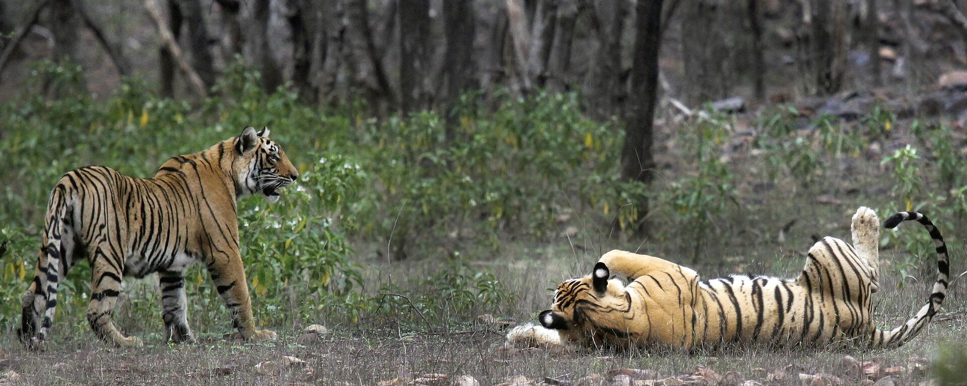 FILE - Tigers are visible at the Ranthambore National Park in Sawai Madhopur, India on April 12, 2015. India will celebrate 50 years of tiger conservation on April 9, 2023, with Modi set to announce tiger population numbers at an event in Mysuru in Karnataka.  - Sputnik India, 1920, 10.07.2023
