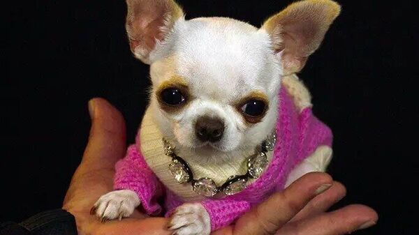 Pocket-sized Chihuahua certified as world’s shortest dog - Sputnik भारत