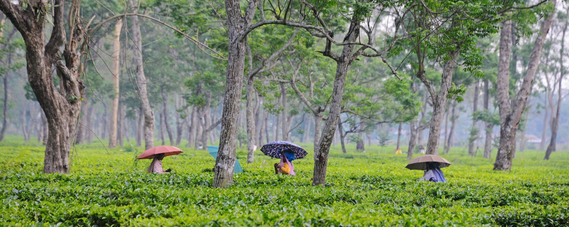 Women workers pluck first flush tea leaves at an estate on the outskirts of Siliguri on April 6, 2023. - Sputnik India, 1920, 12.04.2023