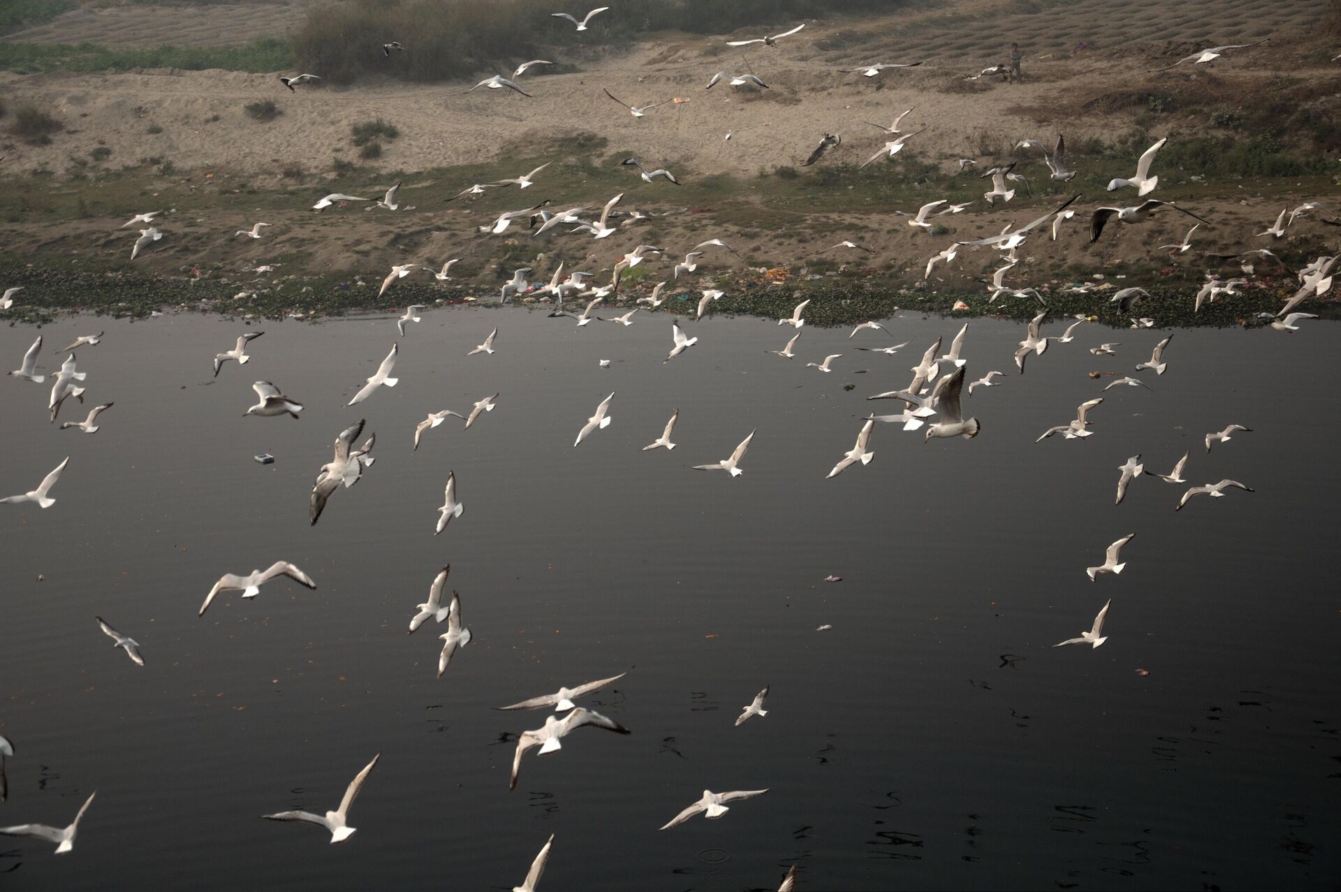 Seagulls flying above a river bank near ITO bridge river bank - Sputnik India, 1920, 18.04.2023