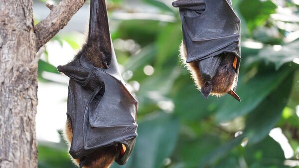 Vampire bats - Sputnik India