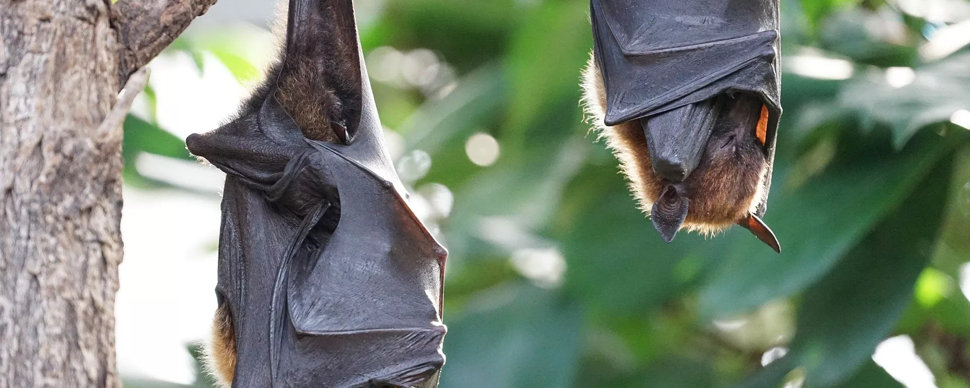 Vampire bats - Sputnik भारत, 1920, 27.10.2023